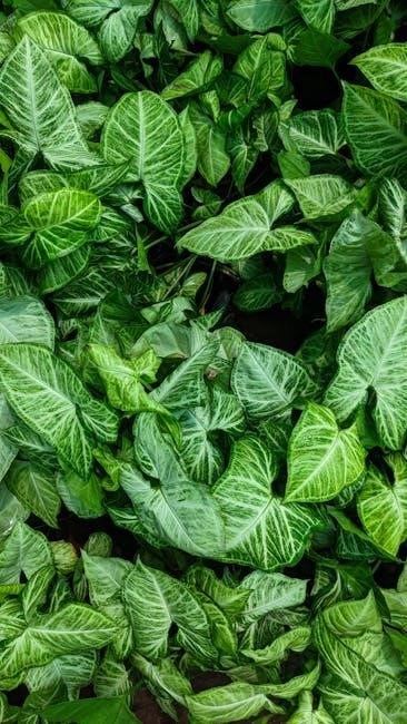 companion eco oxygen concentrator manual